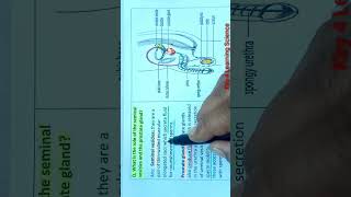 Function of seminal vesicle  Science  scienceshorts biologyclass10 reproduction [upl. by Conchita]