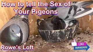 How To Sex Your PIGEONS Male amp Female [upl. by Auhsohey]