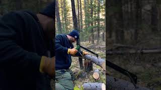 Cutting firewood with the Agawa boreal 21 agawa cuttingfirewood [upl. by Etnoj]