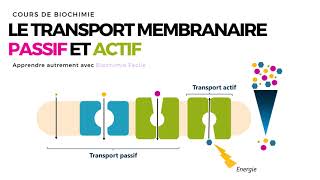 TRANSPORT MEMBRANAIRE PASSIF ET ACTIF  Biochimie Facile [upl. by Sula]