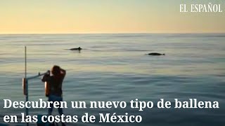 Descubren un nuevo tipo de ballena en las costas de México [upl. by Medrek826]