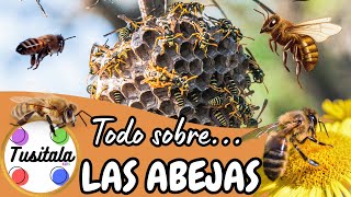 🐝¡Todo sobre las ABEJAS🌻 ¡Ejemplos REALES [upl. by Yna]