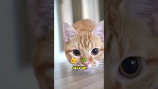 Why do cats love boxes cats catsfacts cute [upl. by Dori]