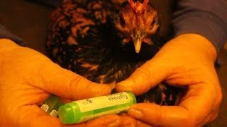 Treat swollen eyes Organic Poultry HomeopathicHerbal Homéopathie poules Homeopatía gallinas [upl. by Thinia]