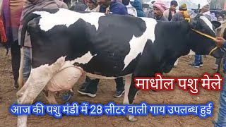 Madhaul Pashu Mandi महुआ माधौल पशु मंडी बिहार Hf CowCow Mela [upl. by Yecniuq]