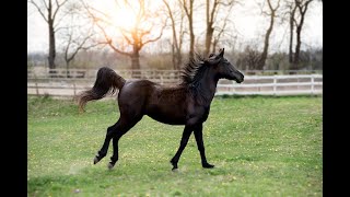 Il Suono Del Cavallo Al Trotto [upl. by Yreneh]