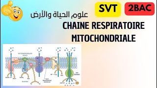 2 bac svt et pc  chaine respiratoire mitochondriale svt science [upl. by Miah]