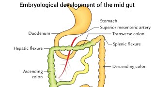 Embryological development of the midgut [upl. by Yeldoow]