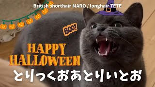 ハロウィンを楽しむ猫たち 【ブリティッシュショートヘアー】【ブリティッシュロングヘアー】 [upl. by Eigram875]