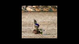 Must Watch birds animals hunts nature wildlife amazing shorts youtubeshorts [upl. by Dahs]