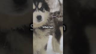 Dog Sledding in Alaska 🐾❄️ alaska dog sledding adventure [upl. by Ulah]