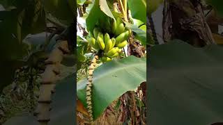 घरची केळी 🍌farming homegarden gaav village fruits kokan trendingshorts shortsfeed explore [upl. by Pierce197]