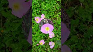 Texas Wildflowers shorts wildflowers texas texaswildflowers flowers [upl. by Imoyik]