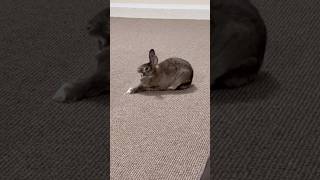 How a bunny sphinx is formed🐰😄 shorts bunny rabbit [upl. by Suellen]