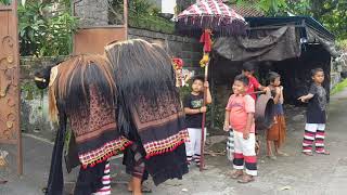 ANAK KECIL DIKEJAR BARONG BANGKUNG BARONG BANGKUNG GALUNGAN 2020 [upl. by Nivej]