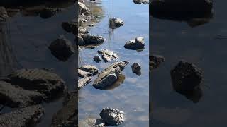 Super low tide today fishing [upl. by Lebasiairam]