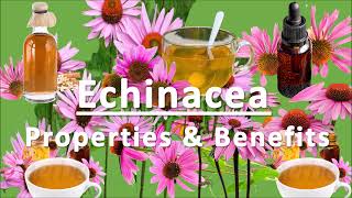 Health Benefits of Echinacea l Good for Immune System [upl. by Magel]