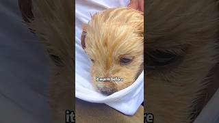 You stray puppy now has a home shortvideo rescue animals cute lovestory [upl. by Ennaimaj]