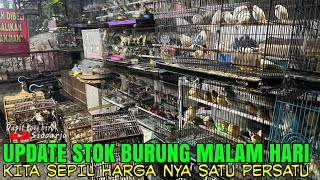 Update Burung Malam Hari  Kenari Masuk 400 ekor  dan Stok aneka burung Ombyokan [upl. by Corwin]