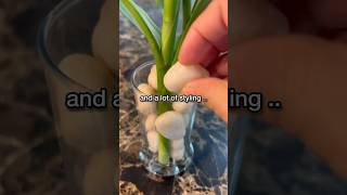 Plant propagation amp Plant Styling ♥️🌿plantstoriesbypoojaaparajita plantpropagation bamboo [upl. by Aldin18]