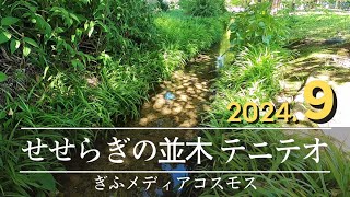 【岐阜】9月 季節を教える並木道／ぎふメディアコスモス「せせらぎの並木道 テニテオ」／2024年 Gifumedia cosmos [upl. by Anida]