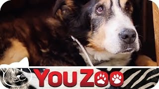 Der älteste Hund der Welt │YouZoo [upl. by Schulein]