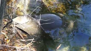 Manatee  Grazing in Blue Springs Florida [upl. by Bara]