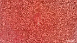 Shagreen Salmon 9 Inch [upl. by Aesoh590]