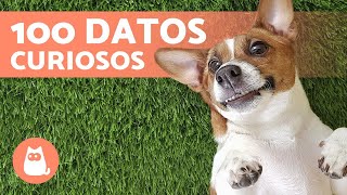 100 CURIOSIDADES sobre los PERROS que te sorprenderán 🐶🐾 ¡Descúbrelas [upl. by Aramaj213]