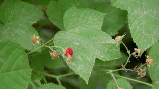 thimbleberry  Rubus parviflorus Identification and characteristics [upl. by Ardnazxela]