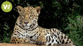 Secret Brazil Jaguar the king of the Pantanal  Animal documentary  Part 12 [upl. by Eelasor536]