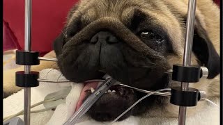 🐶Short story  review of brachycephalic airway disease in dog [upl. by Gates326]