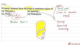 In maize aleurone layer develops in outermost region of [upl. by Cutcheon91]