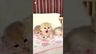 Cute kittens❤️【159】shorts cutecat520 cat kittens pets [upl. by Enylrac]