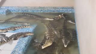 A nile crocodiles feeding [upl. by Searcy]