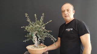 Alcornoque bonsai Quercus Suber  Nacho Salar [upl. by Anawik]