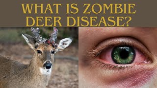 US CWD Outbreak Can Zombie Deer Disease Spread To Humans [upl. by Fayth70]