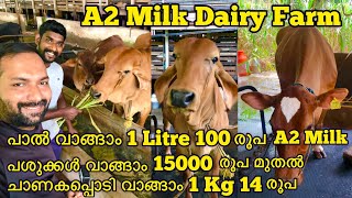 A2 Milk Dairy Farm  3 തരത്തിലുള്ള 30 പശുക്കളുടെ ഫാം  1 Cow 18 Litres [upl. by Occor819]