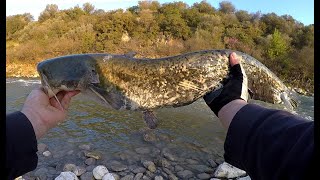 Wels Catfish  Silurus Glanis on the fly  Fly Fishing Greece [upl. by Rehpotsyrhc]