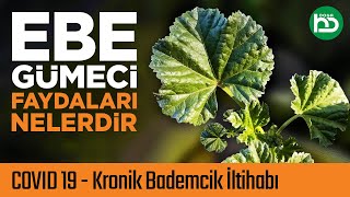 Ebegümeci Faydaları Nelerdir Ebegümeci Nasıl Tüketilir Ebegümeci Çayı Faydaları şifalıbitkiler9 [upl. by Notsuj]