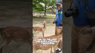 Bowing Deer in Nara Japan [upl. by Kenzi]