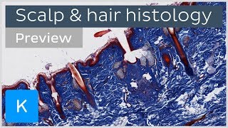 Scalp and hair tissues and cells preview  Human Histology and Anatomy  Kenhub [upl. by Anividul321]