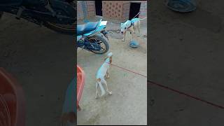 Puppy barking Monster Dog 😱 shortsviral gultairkiller foryou [upl. by Tadeas222]