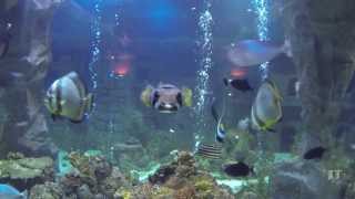 Restaurant La Mer Neuwied GoPro [upl. by Tobit335]