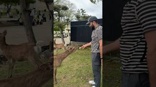 Bowing Deer of Nara Japan travel travelvlog japan food vlog [upl. by Ardek]