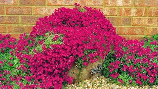 How to Plant Ground Cover Aubrieta Summer Garden Guide [upl. by Weslee]