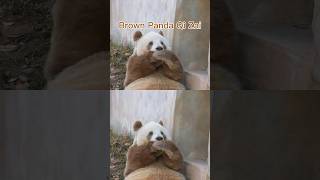 Brown panda Qi Zai biting his hands super cute [upl. by Rafaelia]