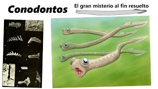 Conodontos Descubre el mayor misterio de la micropaleontología [upl. by Yromem391]