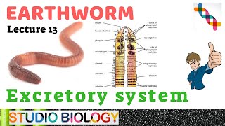 Class 11Zoology LecturesDiscuss Excretory system Types of nephridia ampstructure in Earthworm213 [upl. by Lemuelah]