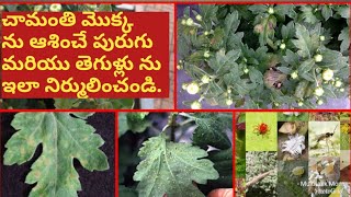 Pest control in Chamanthi How to protect your chrysenthemum plant from pest or fungal infection [upl. by Orrocos]